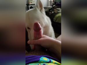 déesse blonde aime chien