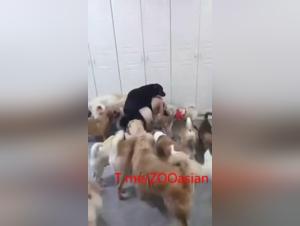 Doggy Party Girl Extreme