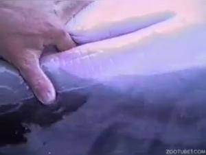 Bestiality: a woman and her dog