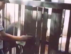 rfolge die extremes Tierschlagszene mit einer Verge Geante und einer hyenen Pute