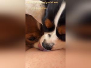 Zwei Hunde um das erste Stück