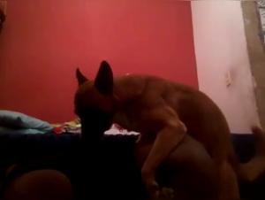 Bestiality sex: Girl and dog