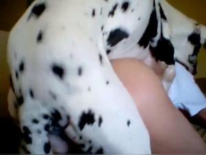Bitch Dog Sex Videos