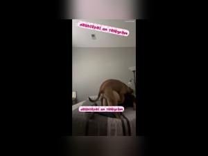 la teen secrète : collection doggo fétiche hardcore