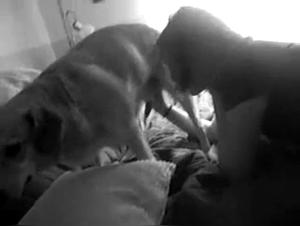 Frau lässt sich von Hund filmen - Privatvideo