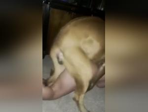 Extreme bestiality: a couple and their dog