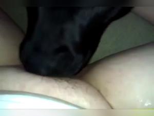 Amateur Dog Baise 2