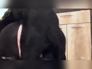 Bestiality: A single woman and a dog, accomplices