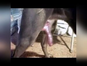 canine intimate moment