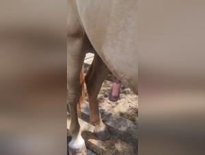 harnais cheval, sexe brut