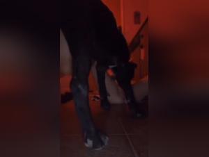 Bestial encounter: woman and dog