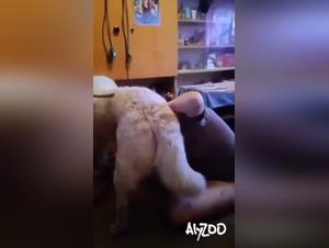 alyzoo perro sexo salvaje