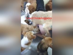 Asian Big Dog Extreme Orgies