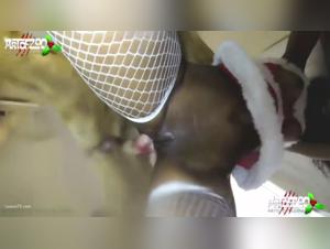 Lucky Dog Receives the Most Unexpected Christmas Gift