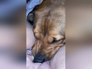 Zoophilia video: Woman and her dog