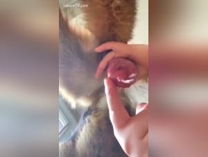 Dog Sex Fury