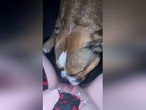 Dog Fucks Girl Extreme