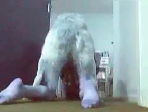 Bestiality: a woman and her dog in a shocking video