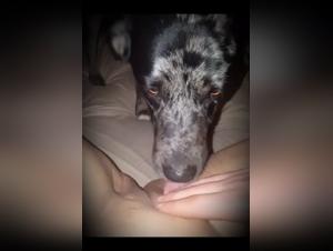 Dog Sex - Dirty Slut Sucks Dog Dick