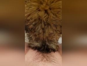 Chien défonce chienne poilue
