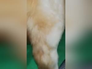 Prostituta Follando Perro Video [XXX] Nueva Contenido