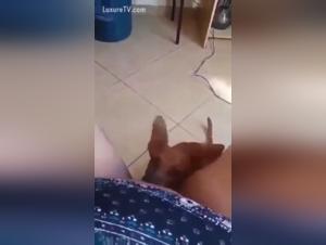 Submissive woman and her dog: an extreme zoophilia video