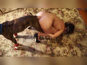 Hure Hund Sex