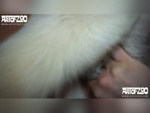 Animals Hated in Pornographic Scenes with Animals