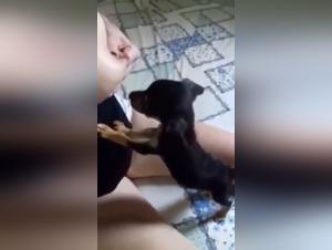 Bestiality Video: Woman Breastfeeding a Puppy
