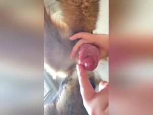 Dog fucks till he cumms