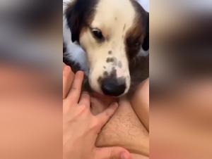 dog fuck hardcore slut submission