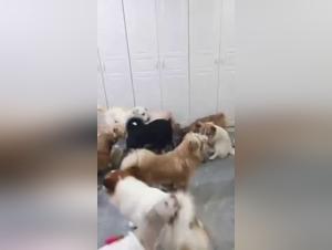 Intense moments with a woman and her many dogs