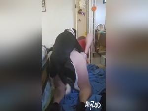 Pet Sex : Pussy Fucks Dog With Passion