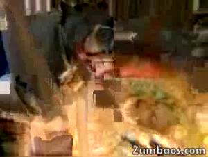 Drunken Sluts, Wild Dog Action: Extreme Animal Sex