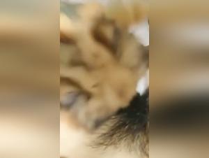 Bestiality Sex Video with an Asian female dog and Her Dog