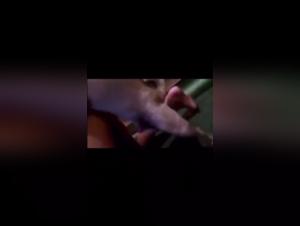 Sex with a Dog Video: An Extreme Experience