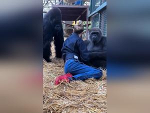 Doggy Sex: The Hottest Porn Clips Featuring Canine Action