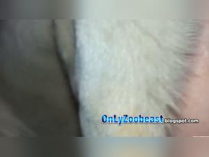 Russian Discord Team: Canine Knot 6