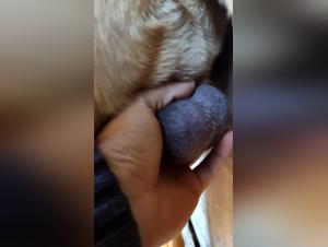 Bestiality Video: Naples Mastiff - Scene 2 - Extase