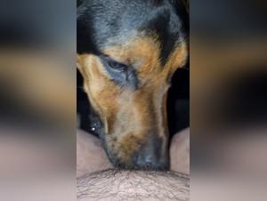 forbidden pleasures : dog sex afternoon