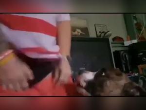 Dog sex video