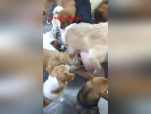 Perra monta a su dueño con perro parte 2