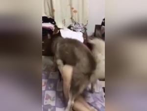 Videos de zoofilia - Explora lo extremo