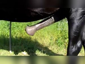 Zoophilia video with a horse: an extreme experience