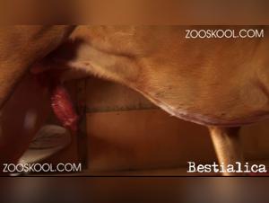 Unmasked Brunette Dog Fuck