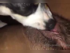 Zoophilia video with a dog