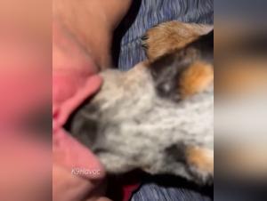 k9havoc animal bestiality