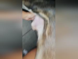 The Secrets of Animal Sexuality