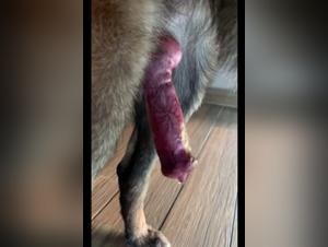 Asian beastiality : woman sucks big dick dog with red rocket