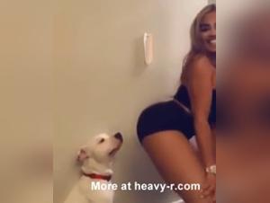 animal encounters and dogs